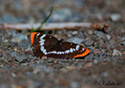 Limenitis corquini